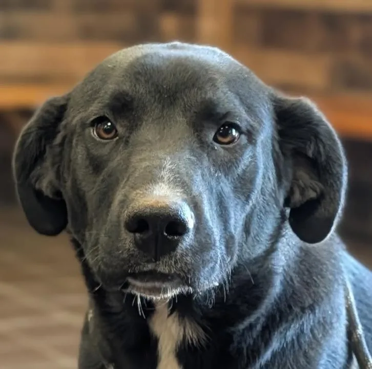 A baby large-sized female Mixed Breed dog named Mandy for adoption in Olean, NY