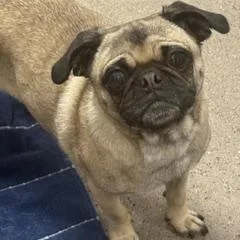 A young small-sized female Yellow / Tan / Blond / Fawn Pug dog named Lucia for adoption in Green Valley, AZ