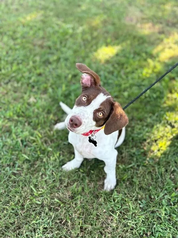 A baby medium-sized female White / Cream Dachshund dog named Cora for adoption in Aiken, SC