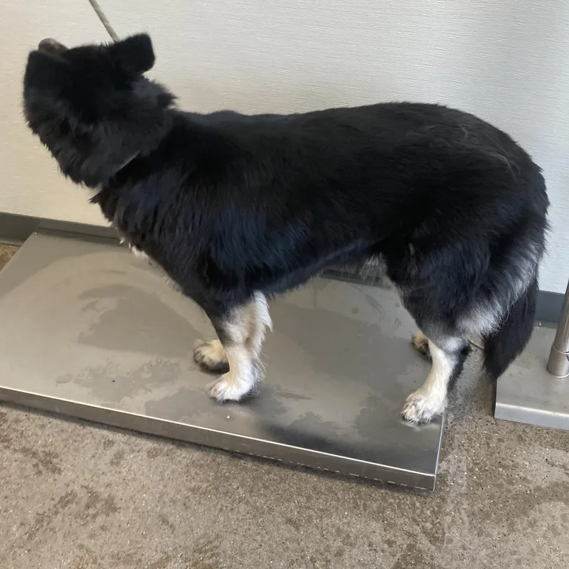 An adult large-sized female Black Mixed Breed dog named Luna for adoption in Las Cruces, NM