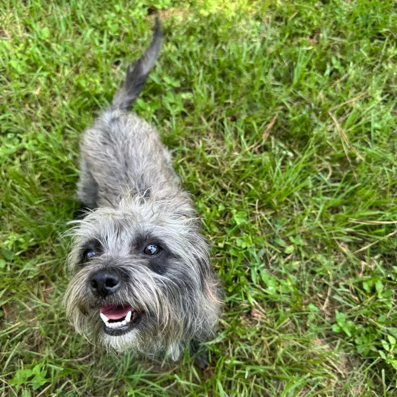 An adult small-sized female Terrier dog named Brandy Bear for adoption in Houston, TX