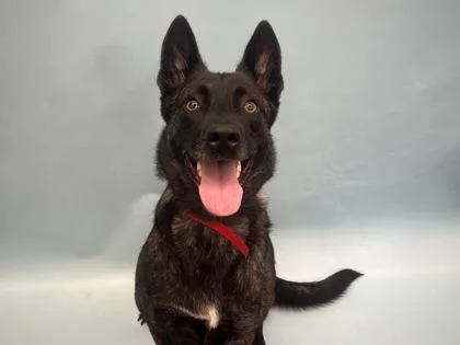 An adult large-sized female Dutch Shepherd dog named Reba for adoption in Golden Valley, MN