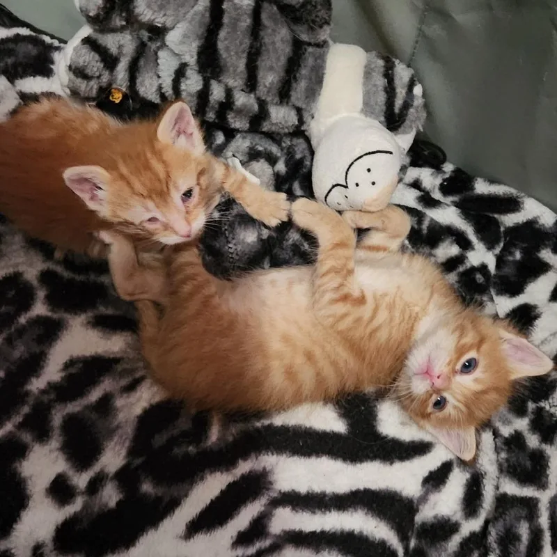A baby small-sized male Orange / Red Domestic Short Hair cat named Breezy for adoption in Mondovi, WI