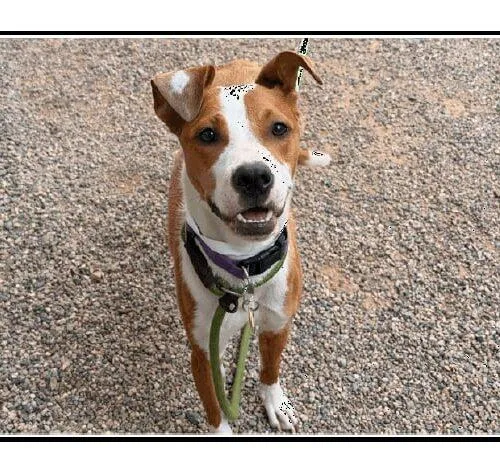 A young medium-sized female Yellow / Tan / Blond / Fawn Labrador Retriever dog named Rose for adoption in Glendale, AZ