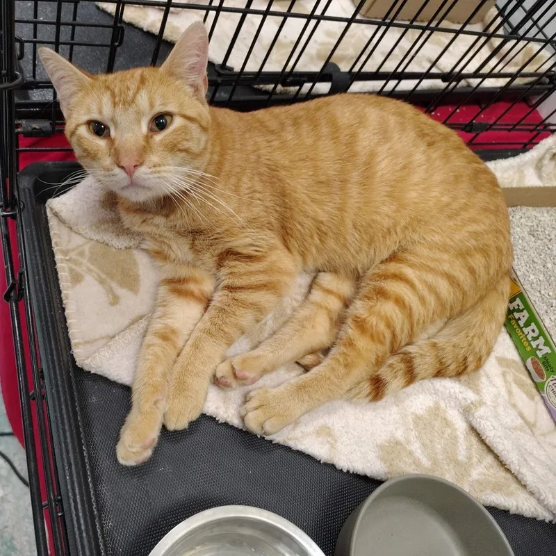 An adult large-sized male Orange / Red Domestic Short Hair cat named Stepper for adoption in Coos Bay, OR
