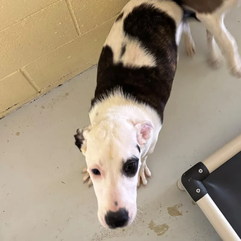 A young medium-sized male White / Cream Mixed Breed dog named Bullseye for adoption in Falmouth, KY