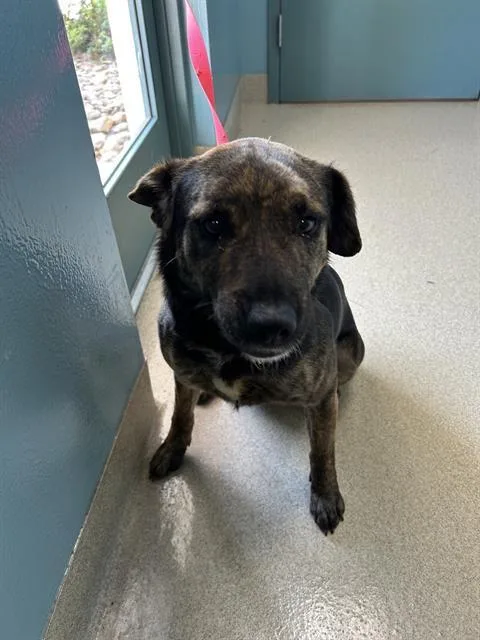 A young large-sized female Mixed Breed dog named June for adoption in Newton, NC