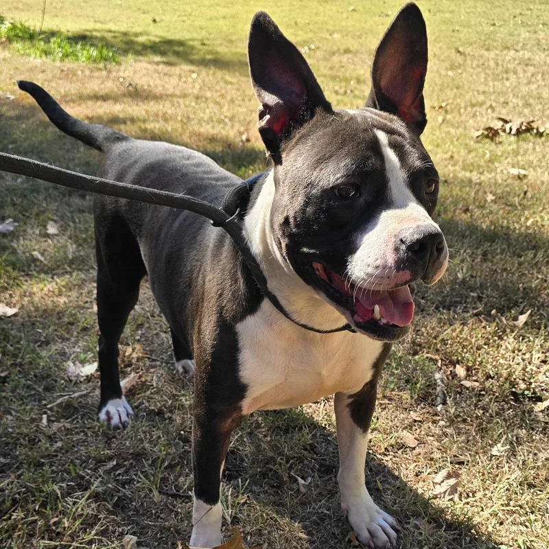 An adult medium-sized male American Staffordshire Terrier dog named Max for adoption in Arlington, TN