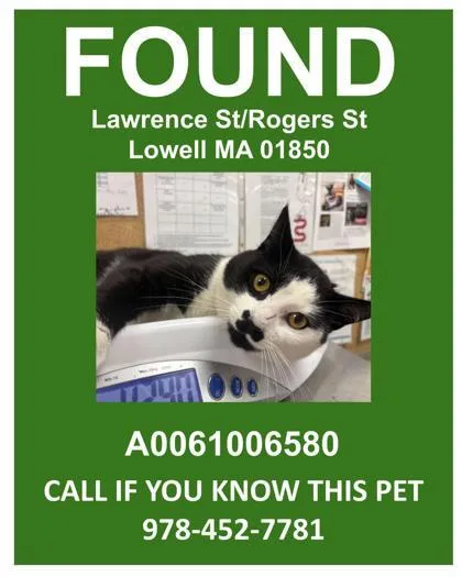 An adult small-sized male Domestic Short Hair cat named Compass for adoption in Lowell, MA