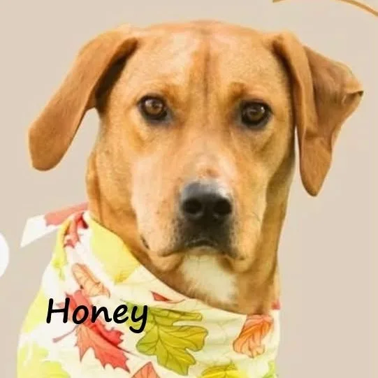 A young medium-sized female Yellow / Tan / Blond / Fawn Yellow Labrador Retriever dog named Honey for adoption in Aurora, NE