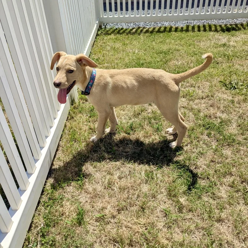 A young medium-sized female Apricot / Beige Hound dog named Kami for adoption in Paramus, NJ