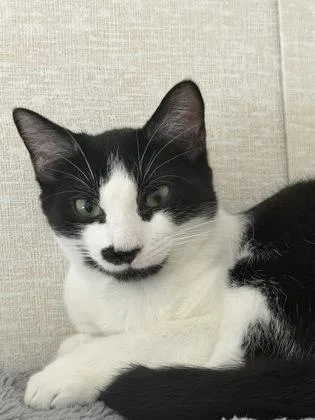 Sylvester