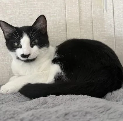 Sylvester thumbnail 2
