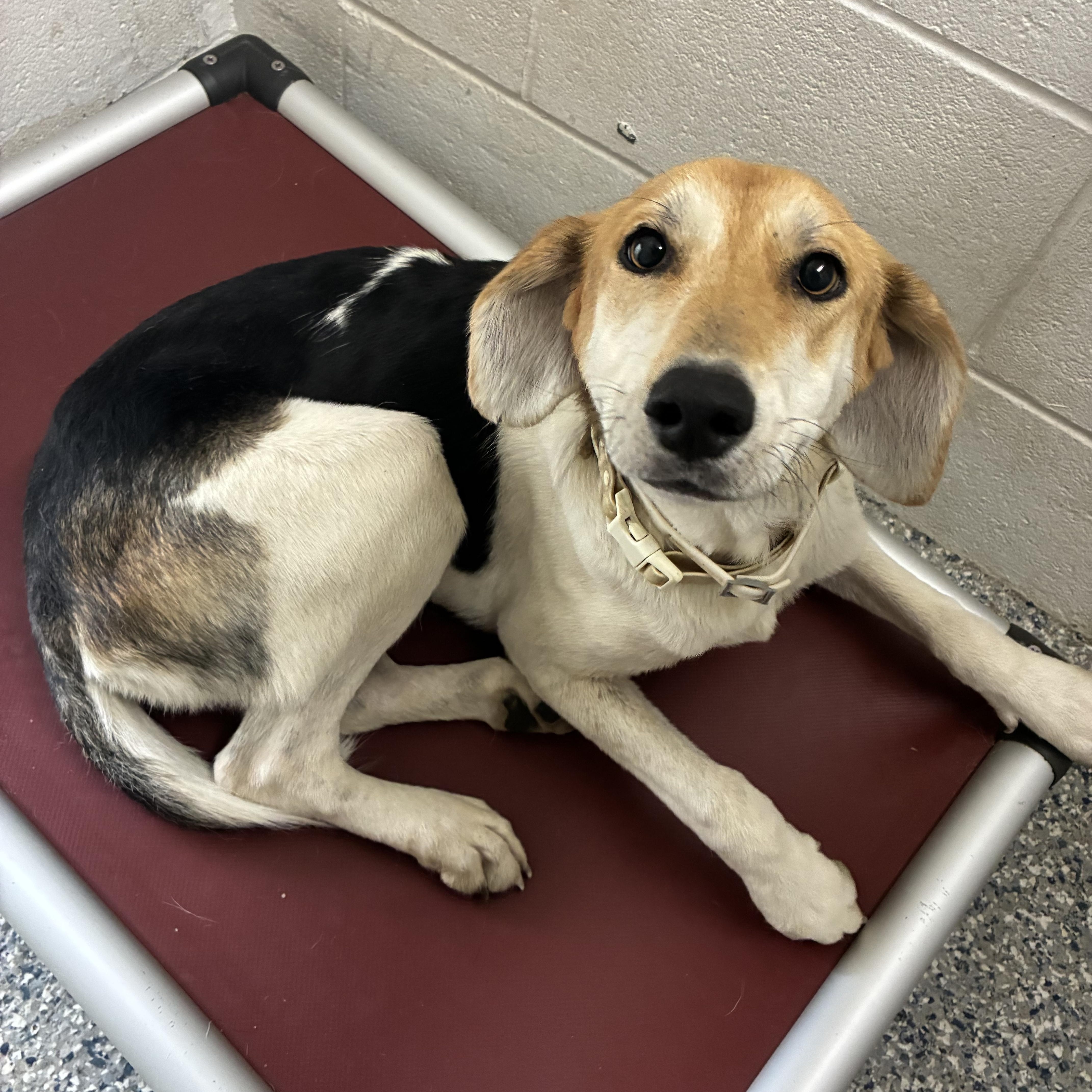 A young medium-sized female Tricolor (Brown, Black, & White) American Foxhound dog named Lucy for adoption in Cumberland , VA