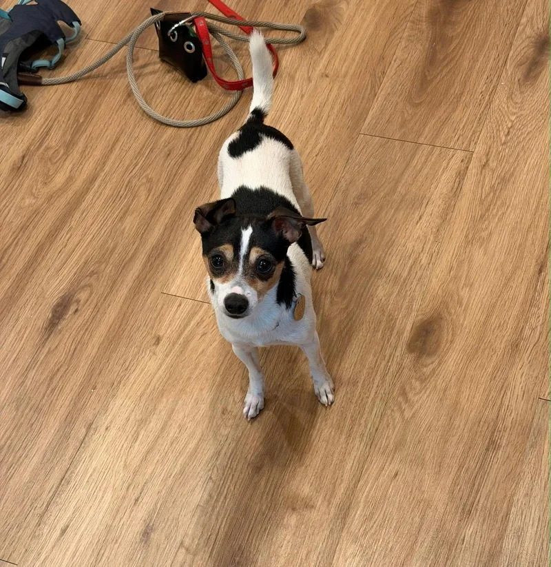An adult small-sized male Chihuahua dog named Damon for adoption in San Francisco, CA