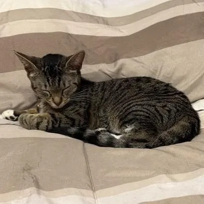 An adult small-sized female Gray / Blue / Silver Domestic Short Hair cat named Lily Home to for adoption in South Elgin, IL