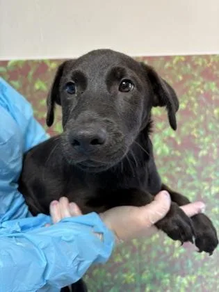 A young small-sized male Labrador Retriever dog named Hank for adoption in San Antonio, TX