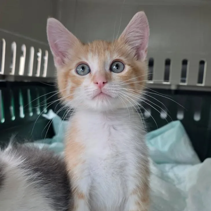 Mellow thumbnail 2