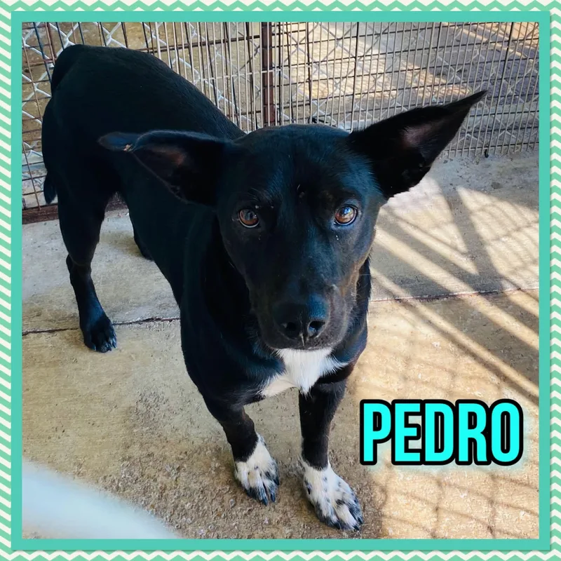 An adult medium-sized male Australian Kelpie dog named Pedro for adoption in Bolivar, TN