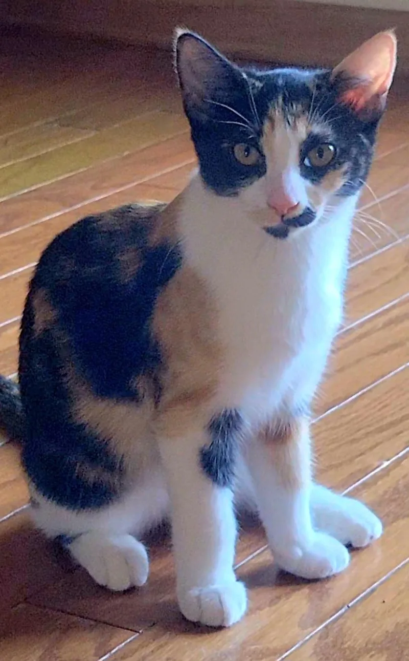 A young medium-sized female Calico Domestic Short Hair cat named Subaru for adoption in Scottsdale, AZ
