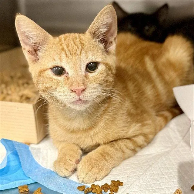 A baby small-sized male Orange / Red Domestic Short Hair cat named Abe for adoption in Tavares, FL