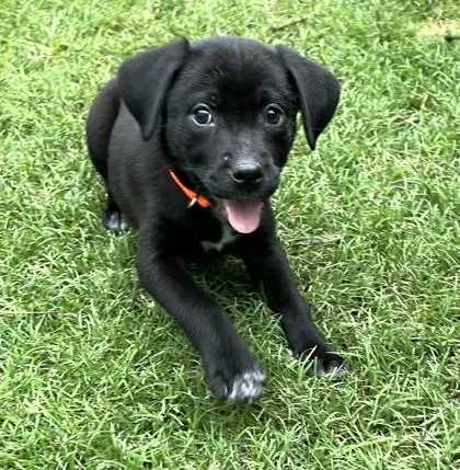 Scout