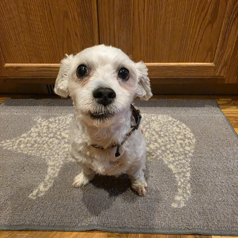 An adult small-sized male Maltese dog named Howard for adoption in Fargo, ND