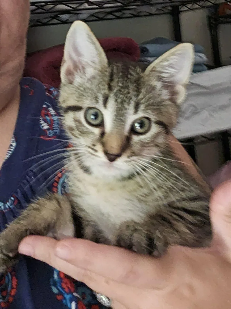 A baby medium-sized male Domestic Short Hair cat named Maverick for adoption in Forest, VA