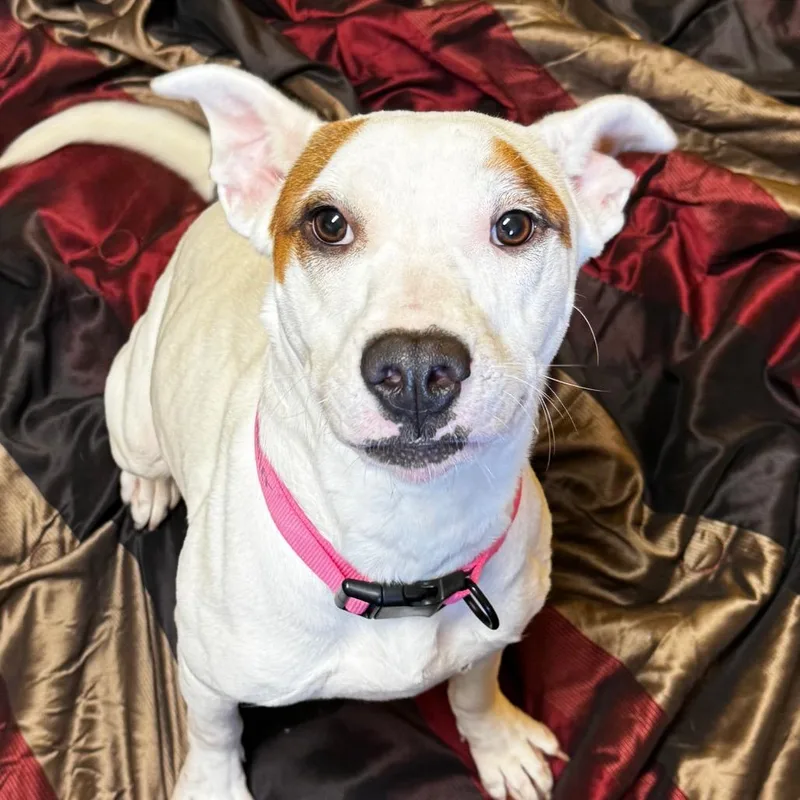 Snow White thumbnail 2