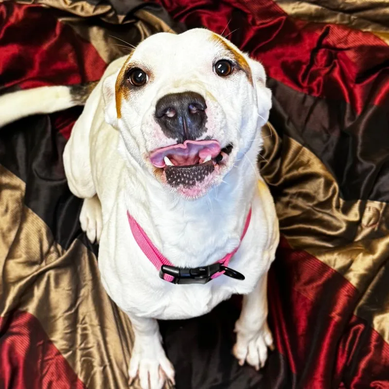 Snow White thumbnail 3