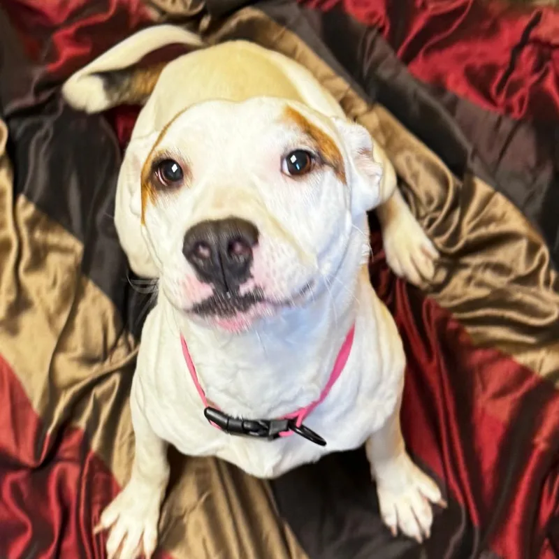 Snow White thumbnail 4