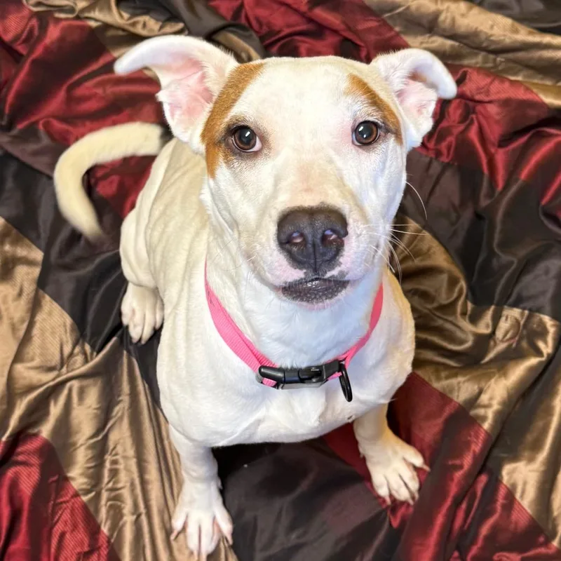 Snow White thumbnail 5