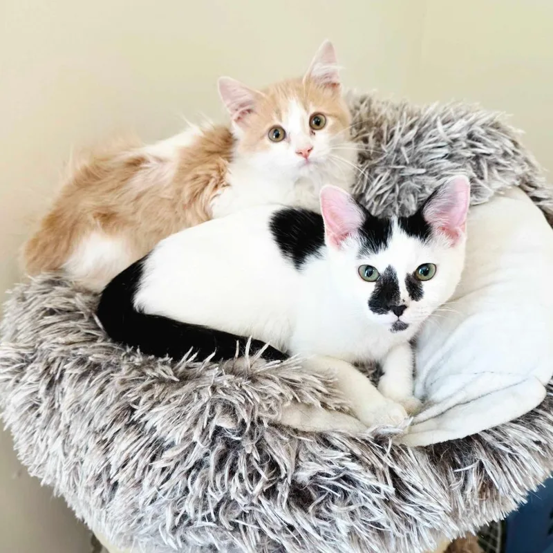 A baby small-sized male White Domestic Short Hair cat named Geyser for adoption in Evansville, IN