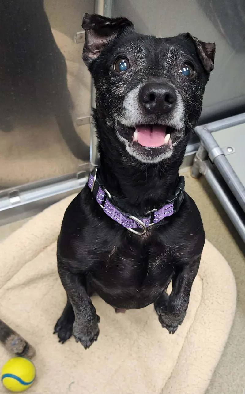 A senior small-sized male Black Chihuahua dog named Eddie for adoption in Manassas, VA