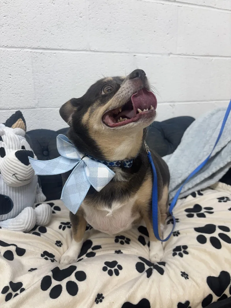 An adult small-sized male Chihuahua dog named Cooper for adoption in York, SC