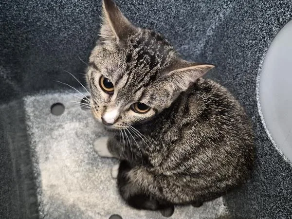 A young medium-sized female Domestic Short Hair cat named Fern for adoption in Staten Island, NY