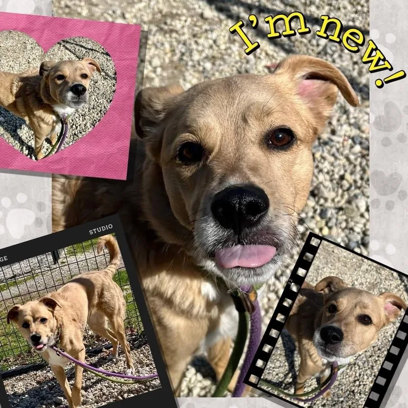 An adult medium-sized male Yellow / Tan / Blond / Fawn Labrador Retriever dog named Leo for adoption in Jackson, NJ