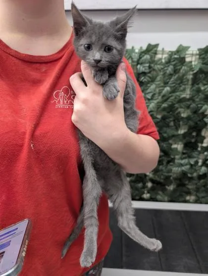 A baby small-sized male Domestic Short Hair cat named Cloud for adoption in West Chester, PA