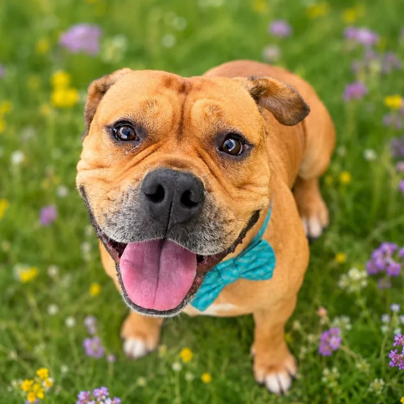 An adult medium-sized male Yellow / Tan / Blond / Fawn Mixed Breed dog named Fresh Pawrince of BelAir for adoption in Binghamton, NY