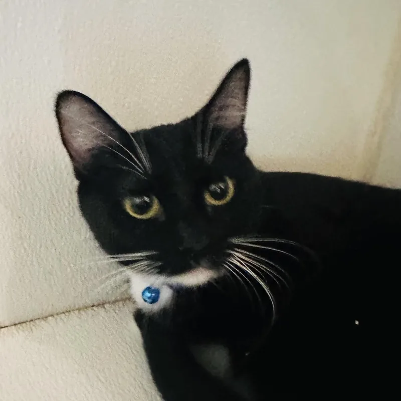 Kendell  Costa Mesa thumbnail 2