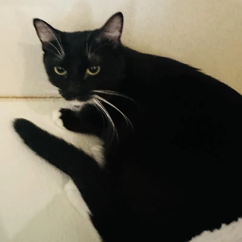 Kendell  Costa Mesa thumbnail 3