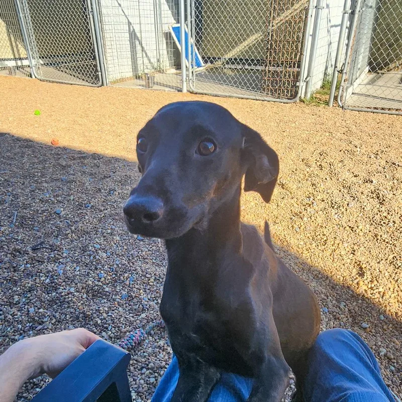 A baby small-sized female Black German Shorthaired Pointer dog named Sierra for adoption in Elizabeth City, NC
