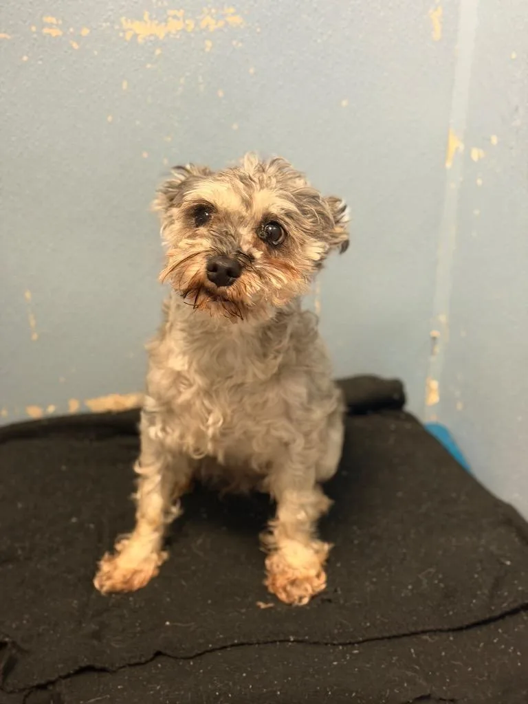 A young small-sized female Gray / Blue / Silver Miniature Schnauzer dog named Lucy for adoption in Columbus, NE
