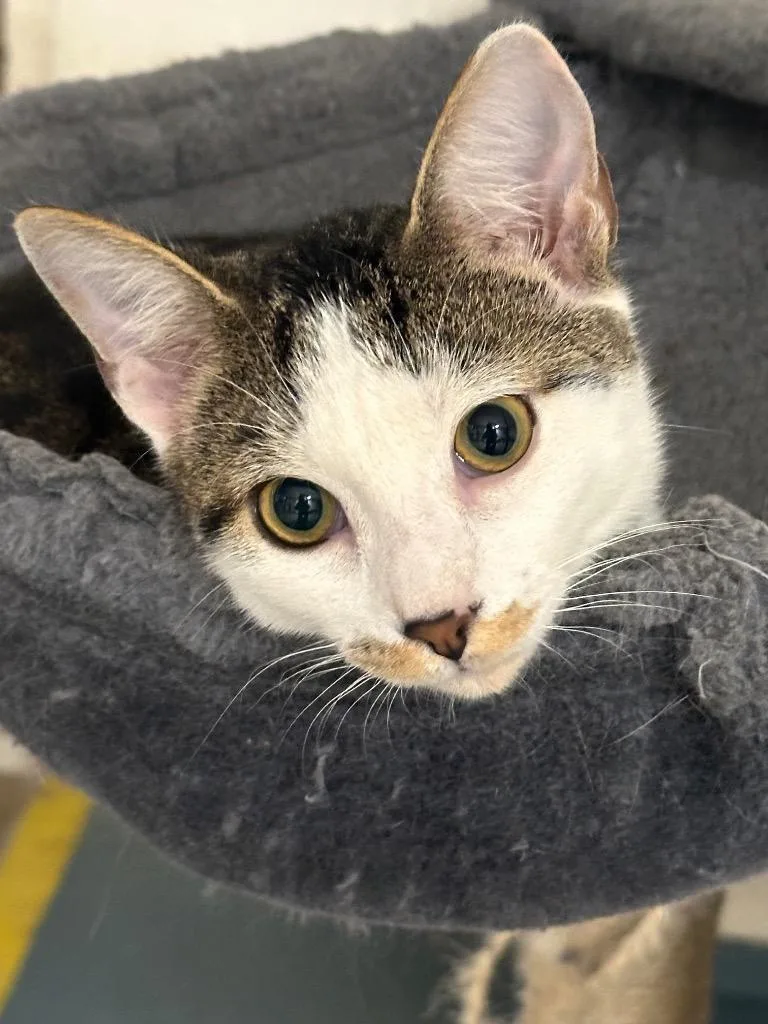 A baby medium-sized male Domestic Short Hair cat named Porter for adoption in Plattsburgh, NY