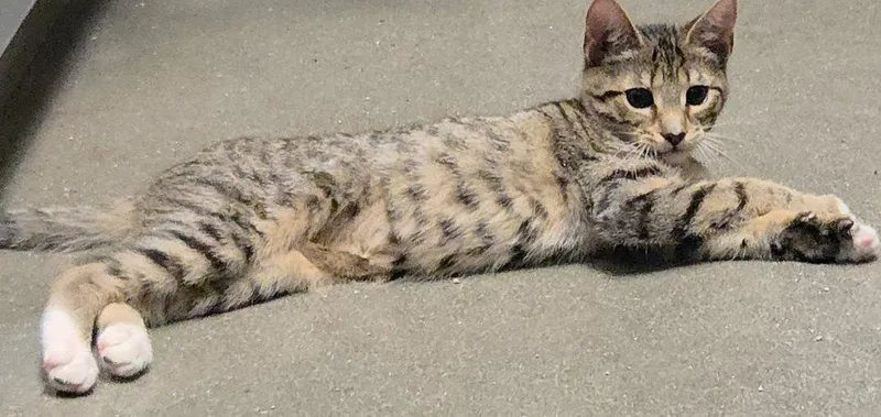 A young medium-sized female Domestic Short Hair cat named Charlotte for adoption in Spring Lake, NJ