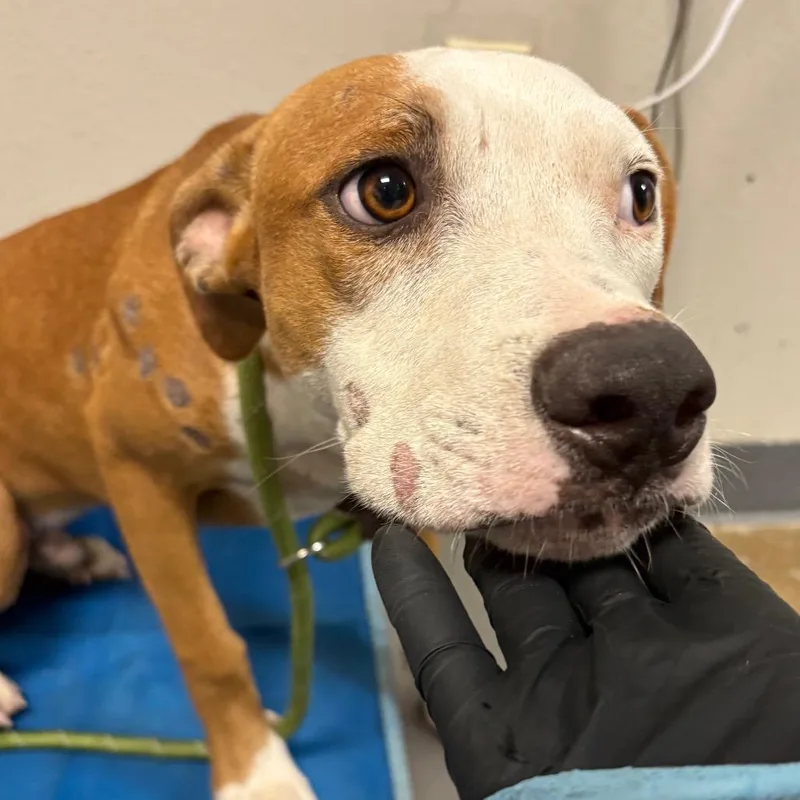 A young medium-sized male Brown / Chocolate Mixed Breed dog named Jamarcus for adoption in Yuma, AZ