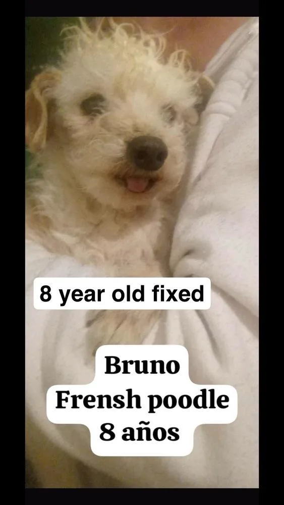 Bruno