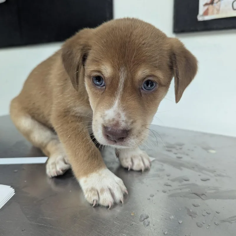 A baby small-sized male Brown / Chocolate Labrador Retriever dog named Hunter for adoption in Parrish, AL