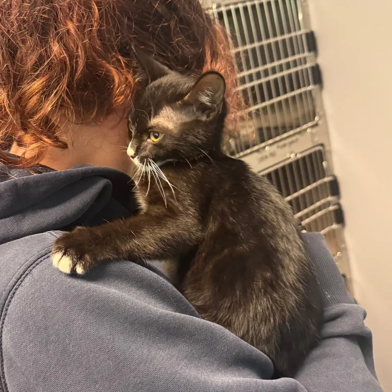 A baby small-sized female Black Domestic Short Hair cat named Zoria for adoption in Columbus, GA