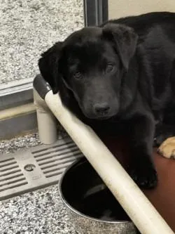 A baby small-sized female Terrier dog named Honey for adoption in Athens, TN